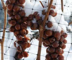 Icewine grapes frozen on the vine