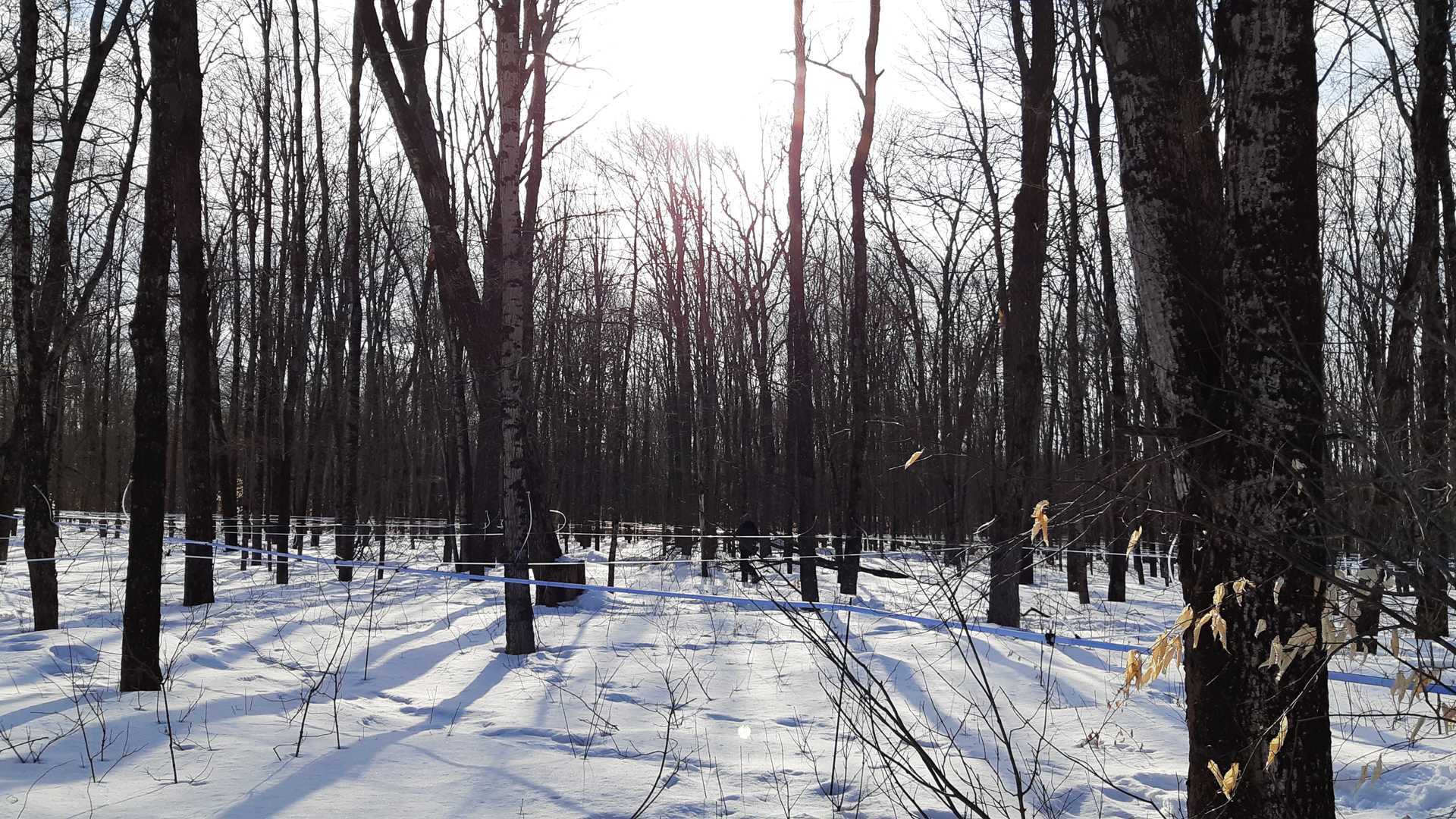 The history of maple syrup in Canada | Maple trees The history of maple syrup in Canada | Maple trees