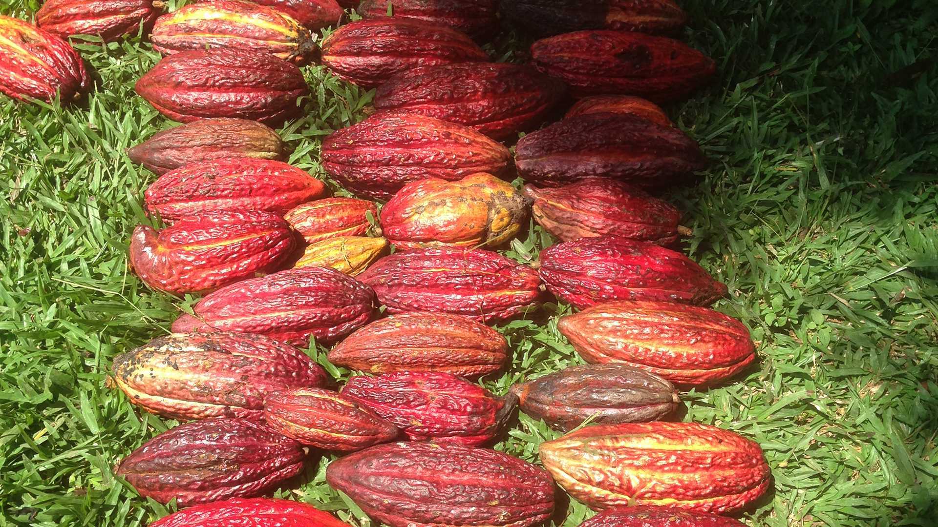 Canadian chocolate | Colombian cacao pods