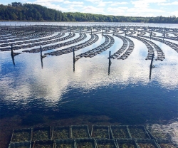 An oyster farm on Prince Edward Island