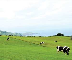 Azores cheese | The rolling fields and cows of the island