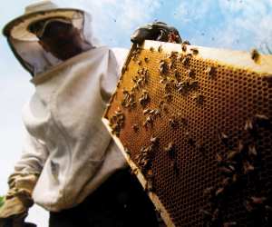 Canadian mead: a beekeeper