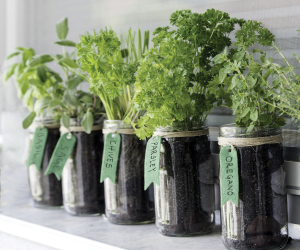 Gardening for beginners | Growing vegetables and herbs indoors