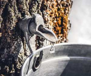 The history of maple syrup in Canada | A sap tap in a maple tree