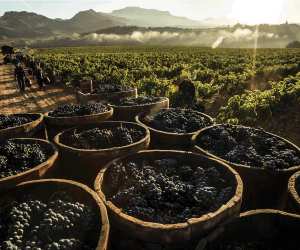Rioja wines | Grapes in the sun