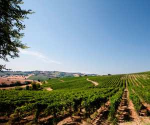 Fazi Battaglia's Titulus Classico | Vineyards among the Castelli di Jesi hills