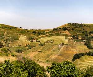Beautiful hilly vineyards in Sicily, Italy