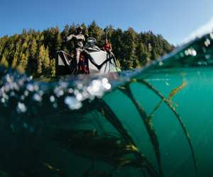 Seaweed benefits | Diving for seaweed at Nimmo Bay Wilderness Resort