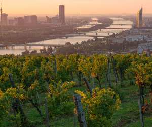 Vineyards with Vienna, Austria in the distance